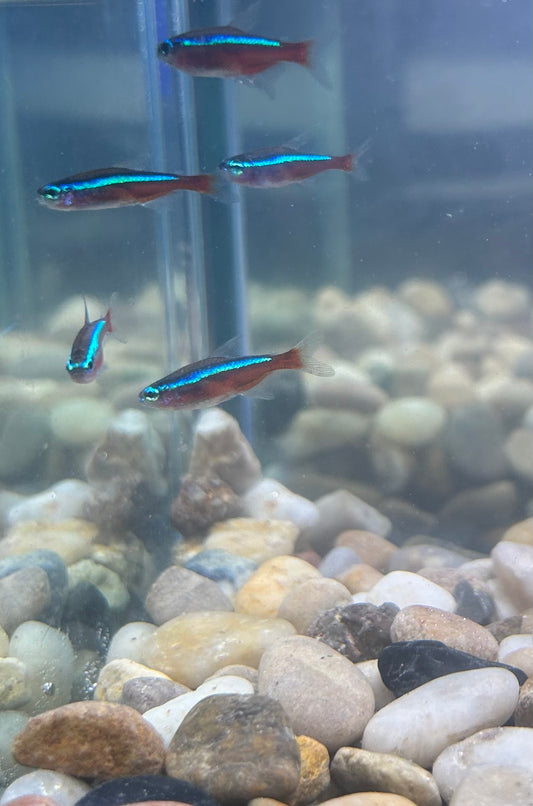 Cardinal Tetra