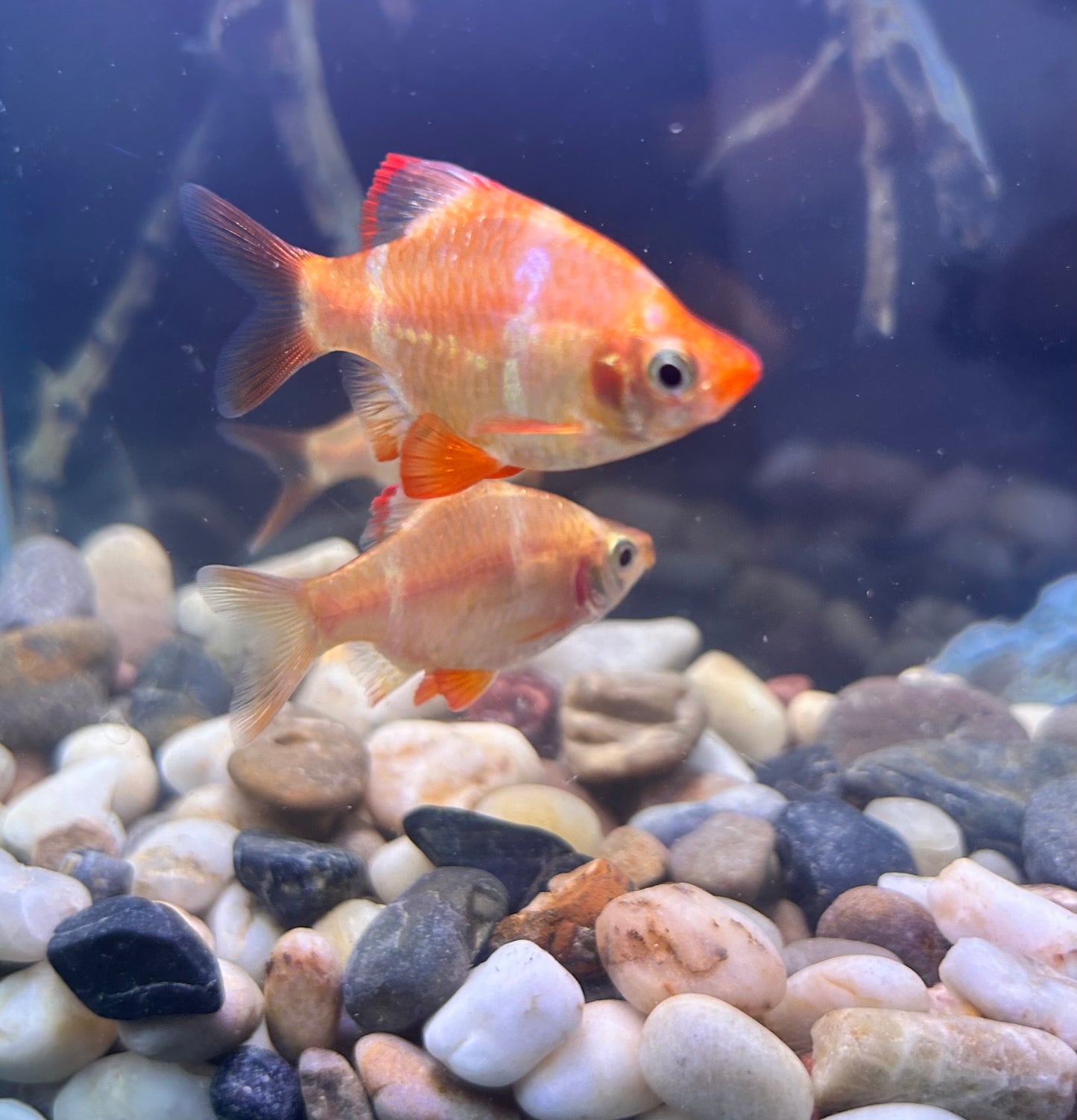 Albino Tiger Barb