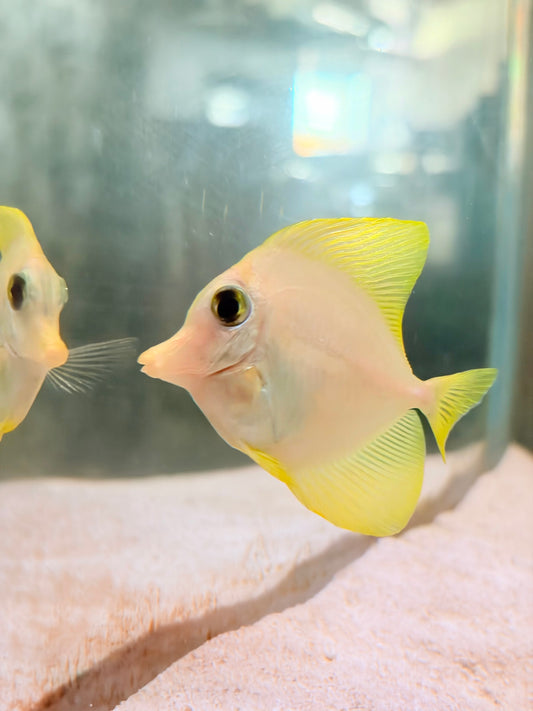 Yellow Tang