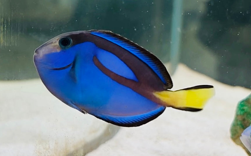 Hippo Tang (Dory)