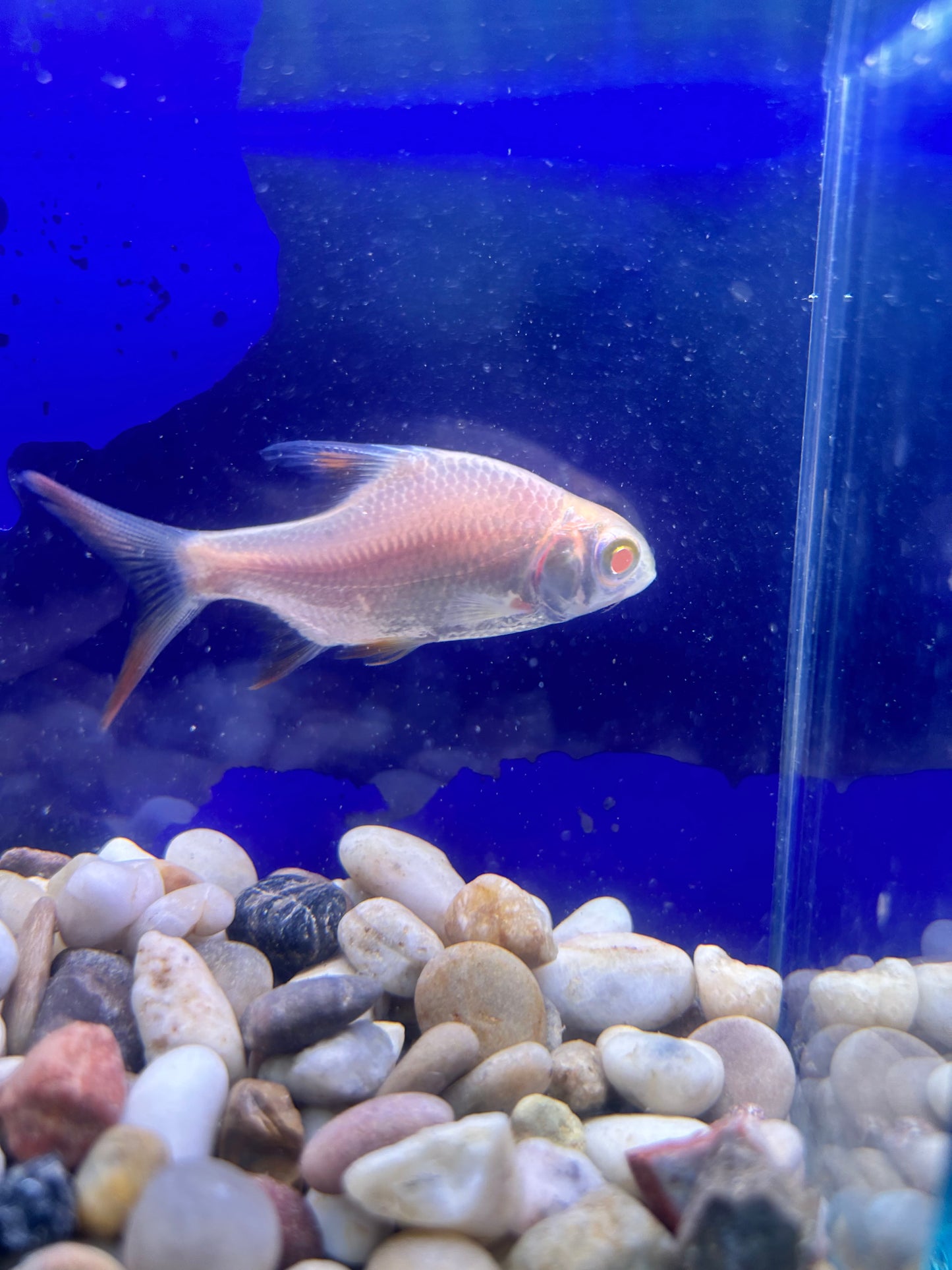 Albino Tinfoil Barb