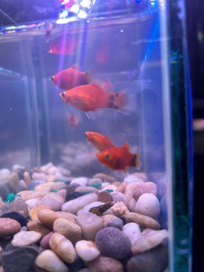 Mickey Mouse Platy