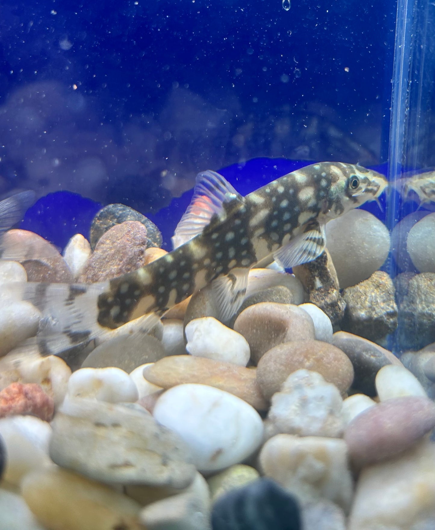 Kubotia Loach