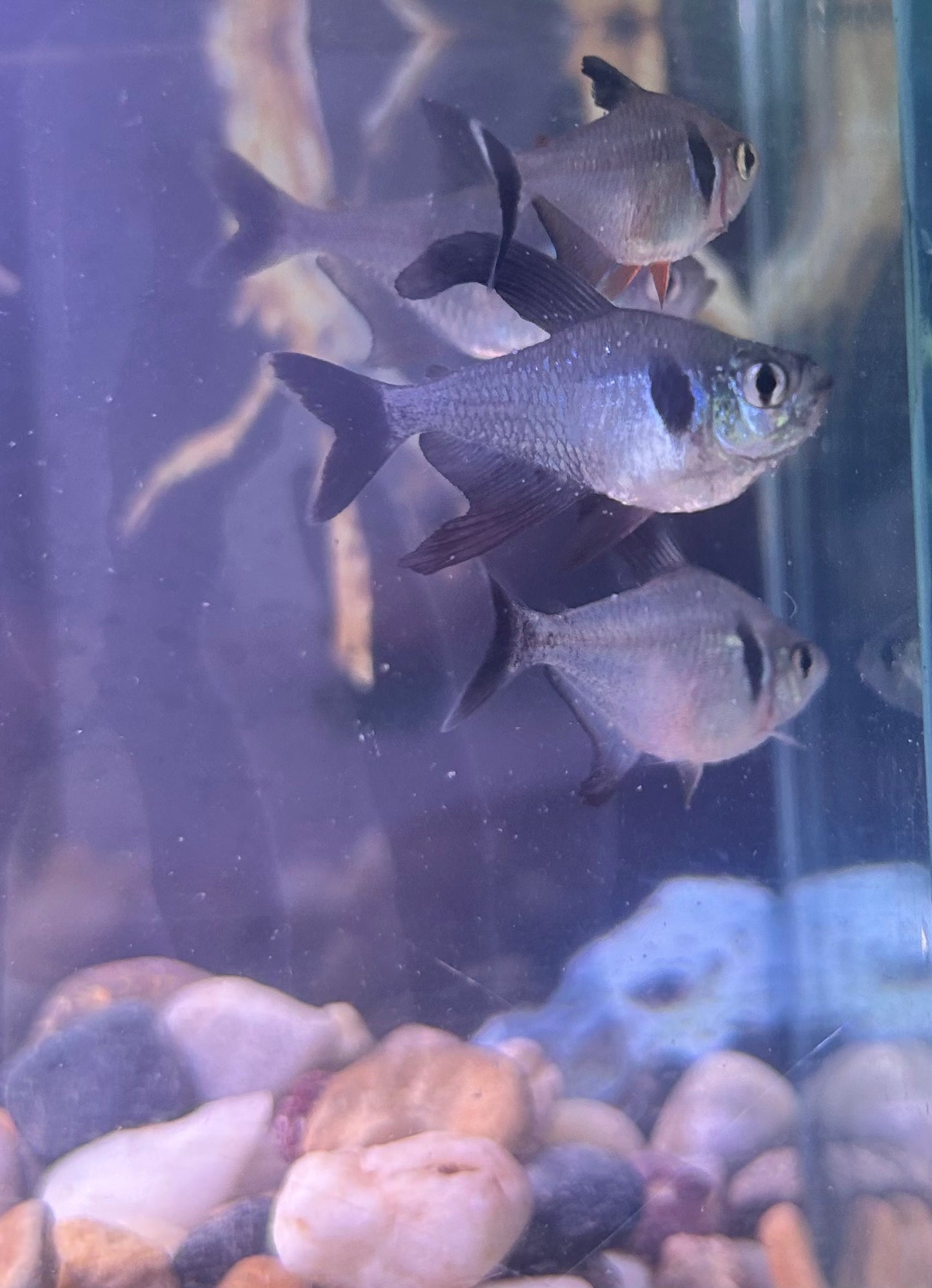 Black Phantom Tetra