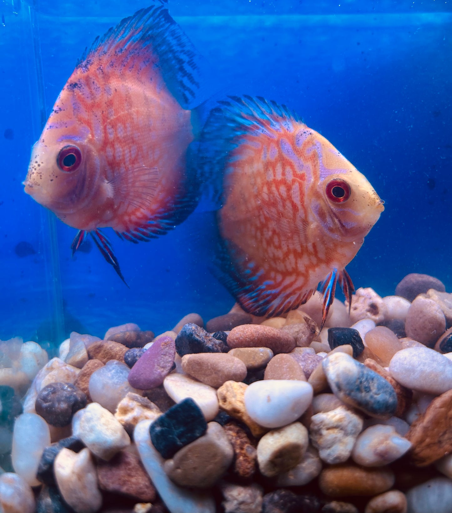 Panda Discus