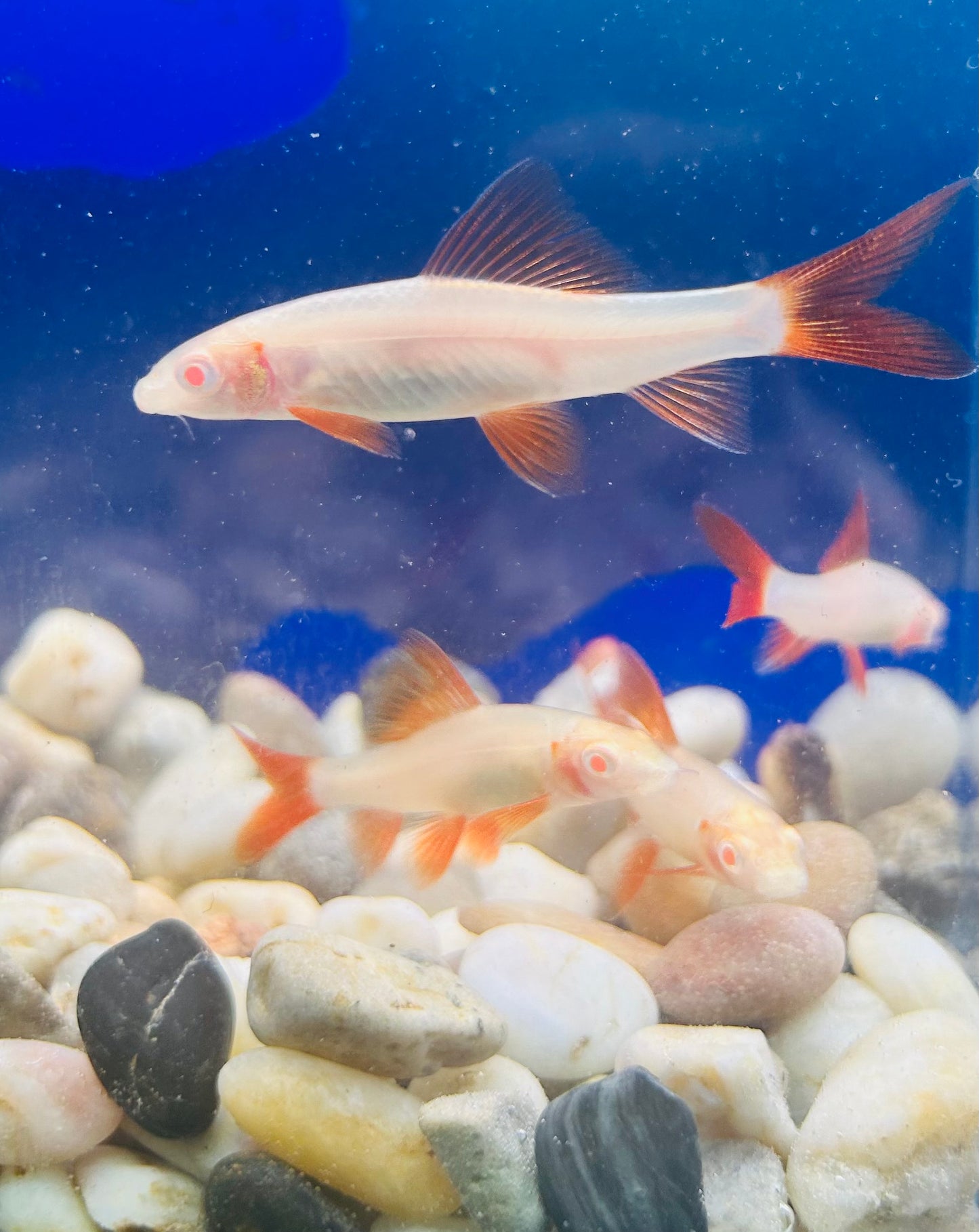 Albino Rainbow Shark