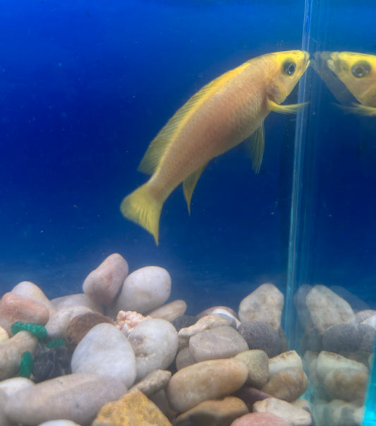 Lemon Cichlid