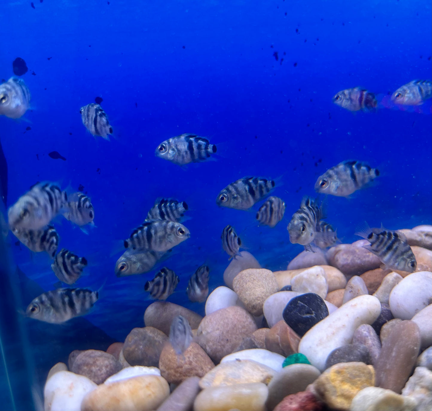 Polar Blue Parrot Cichlid