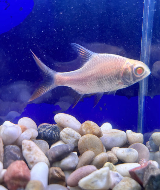 Albino Tinfoil Barb