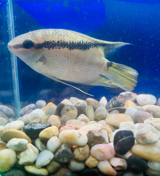 Flag Cichlid