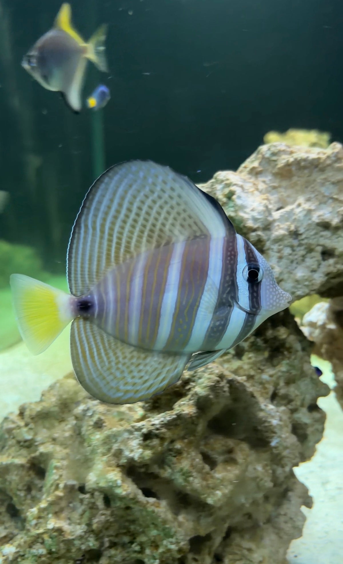 Sail Fin Tang