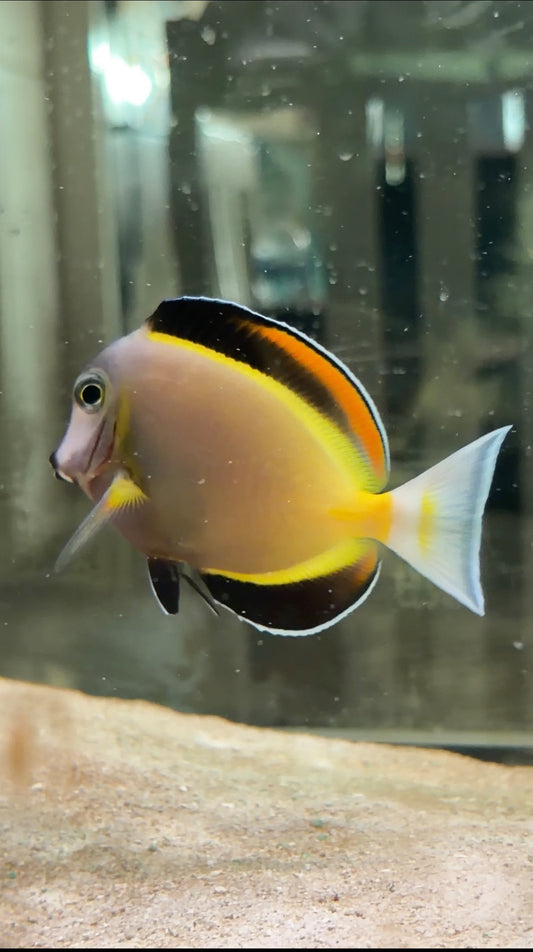 Powder Brown Tang