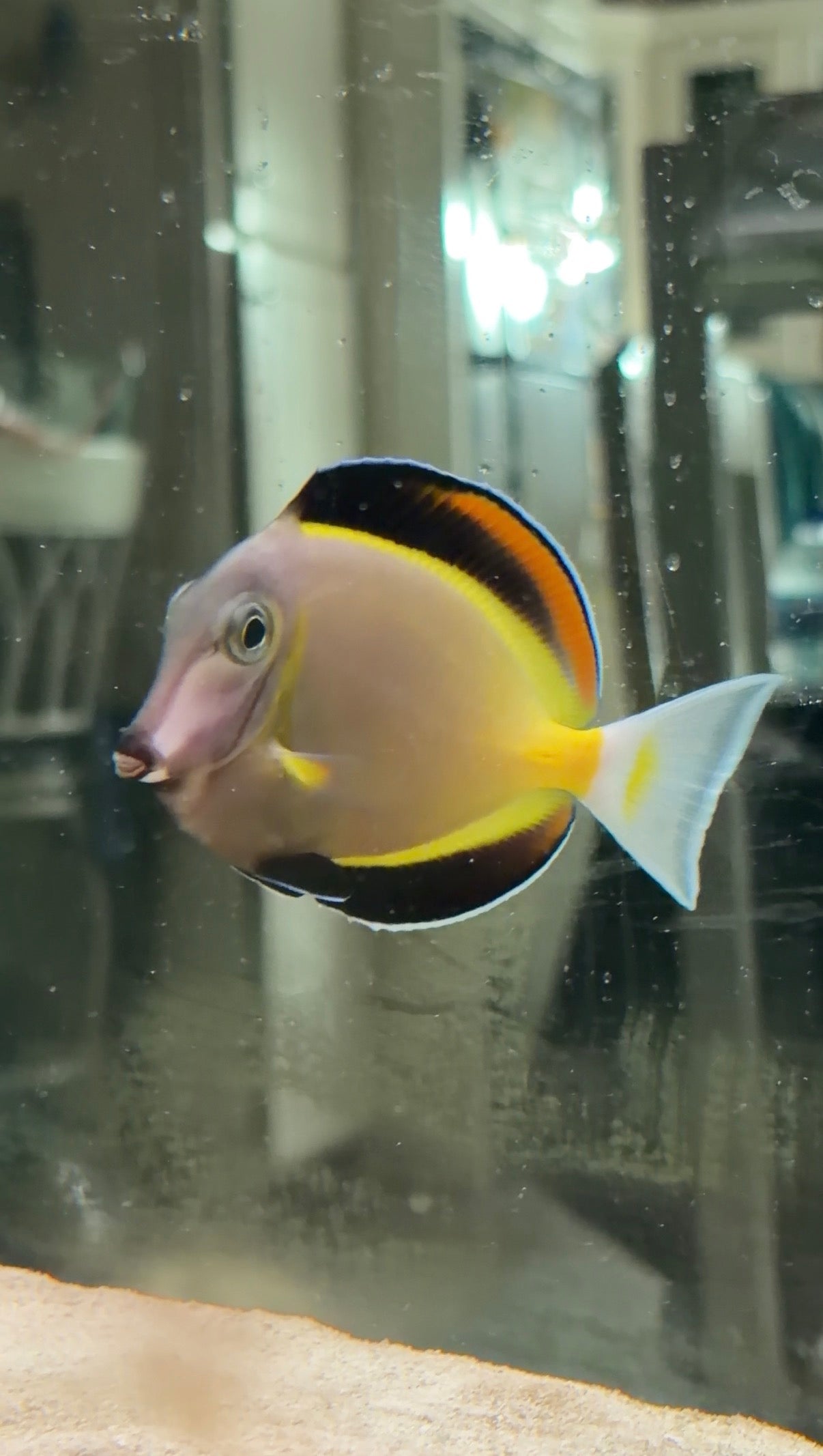 Powder Brown Tang