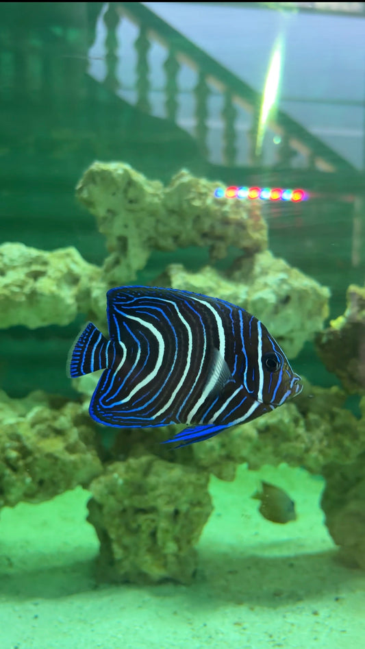 Quoran Angel fish