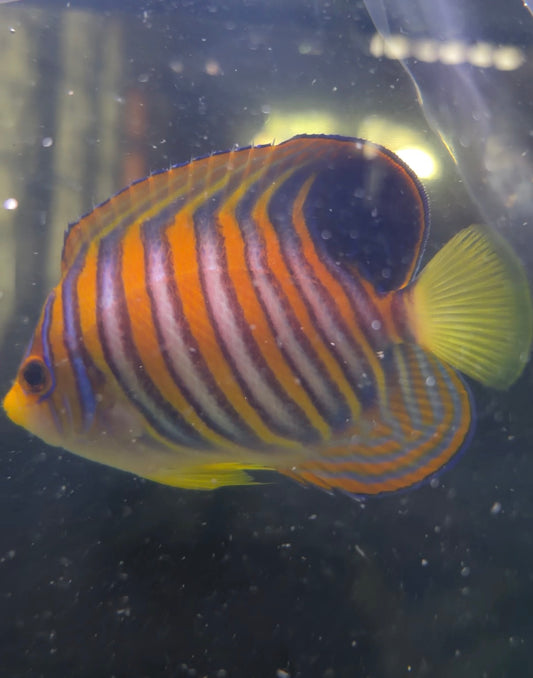 Regal Angel Fish