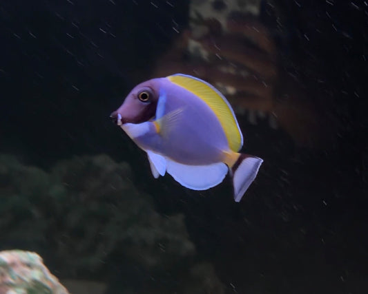 Powder Blue Tang