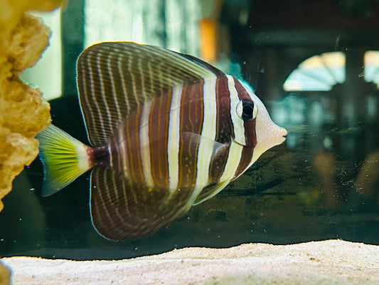 Sail Fin Tang
