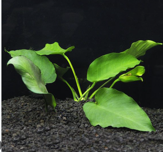 Anubias