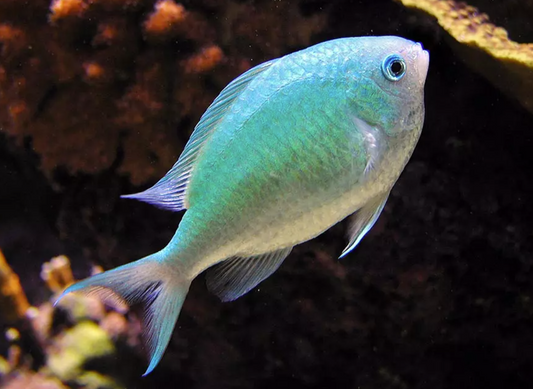Blue Green Chromis