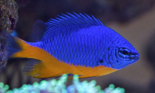 Kupang Damsel