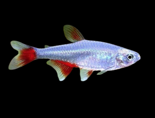 Blood Fin Tetra