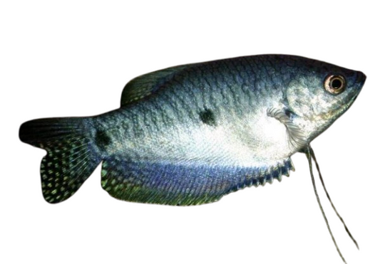 Blue Gourami