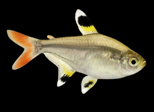 Pristella Tetra