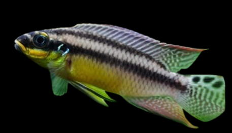 Kribensis cichlid