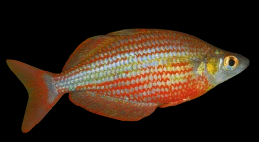 Dorityi Rainbowfish