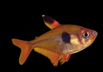 Red Black Phantom Tetra