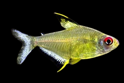 Lemon Tetra