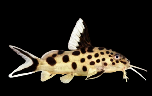 Cuckoo Catfish