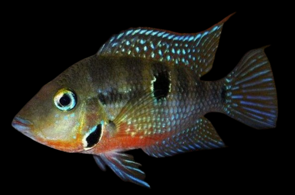 Firemouth Cichlid Small