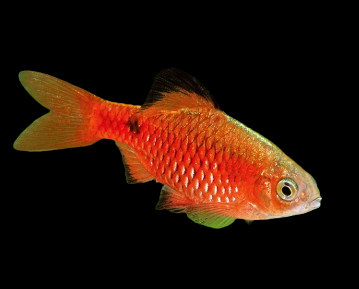 Rosy Barb