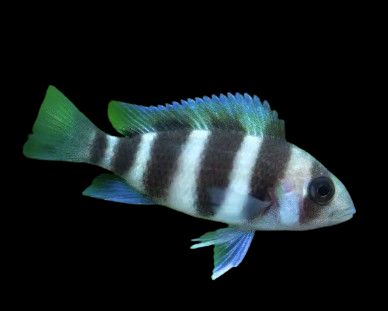 Frontosa Cichlid