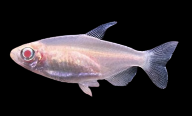 Albino Congo Tetra
