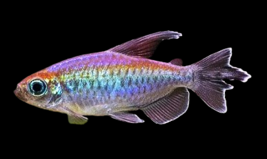 Congo Tetra