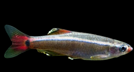 White Clouds Tetra