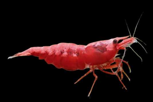Cherry Shrimp
