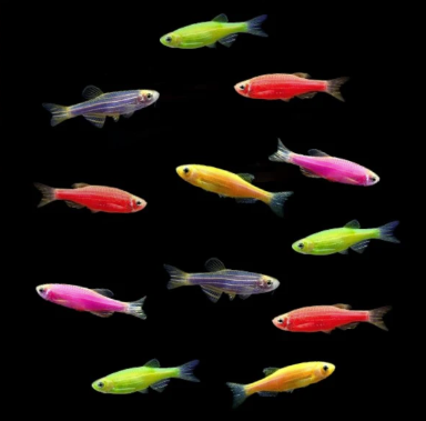 Neon Zebra