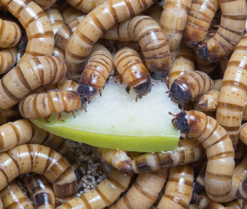 Live Super Worms (Cups)