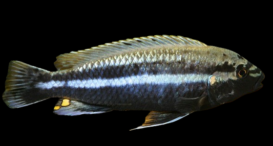 Mbuna Cichlid