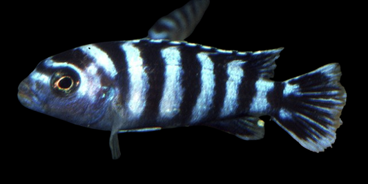 Zebra Mbuna Cichlid
