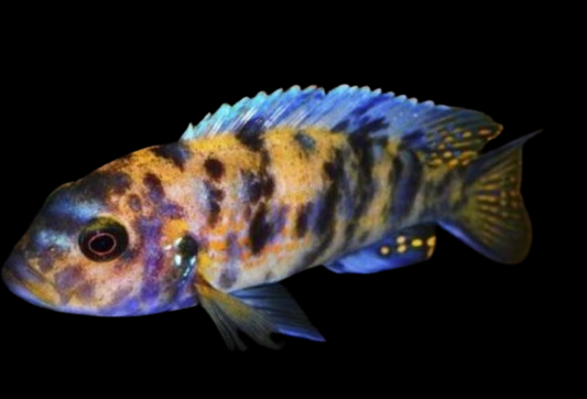 Ob Peacoak Cichlids