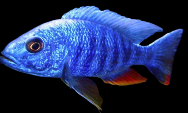 Electric Blue Hap Cichlid