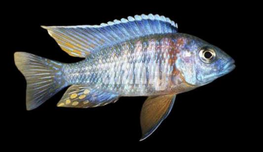 Red Shoulder Cichlid