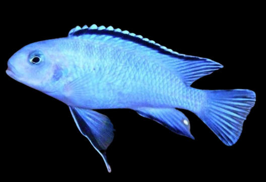 Powder Blue Cichlid