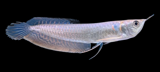 Arowanas