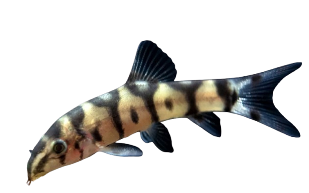 Yo Yo loach