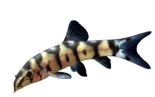 Yo Yo loach